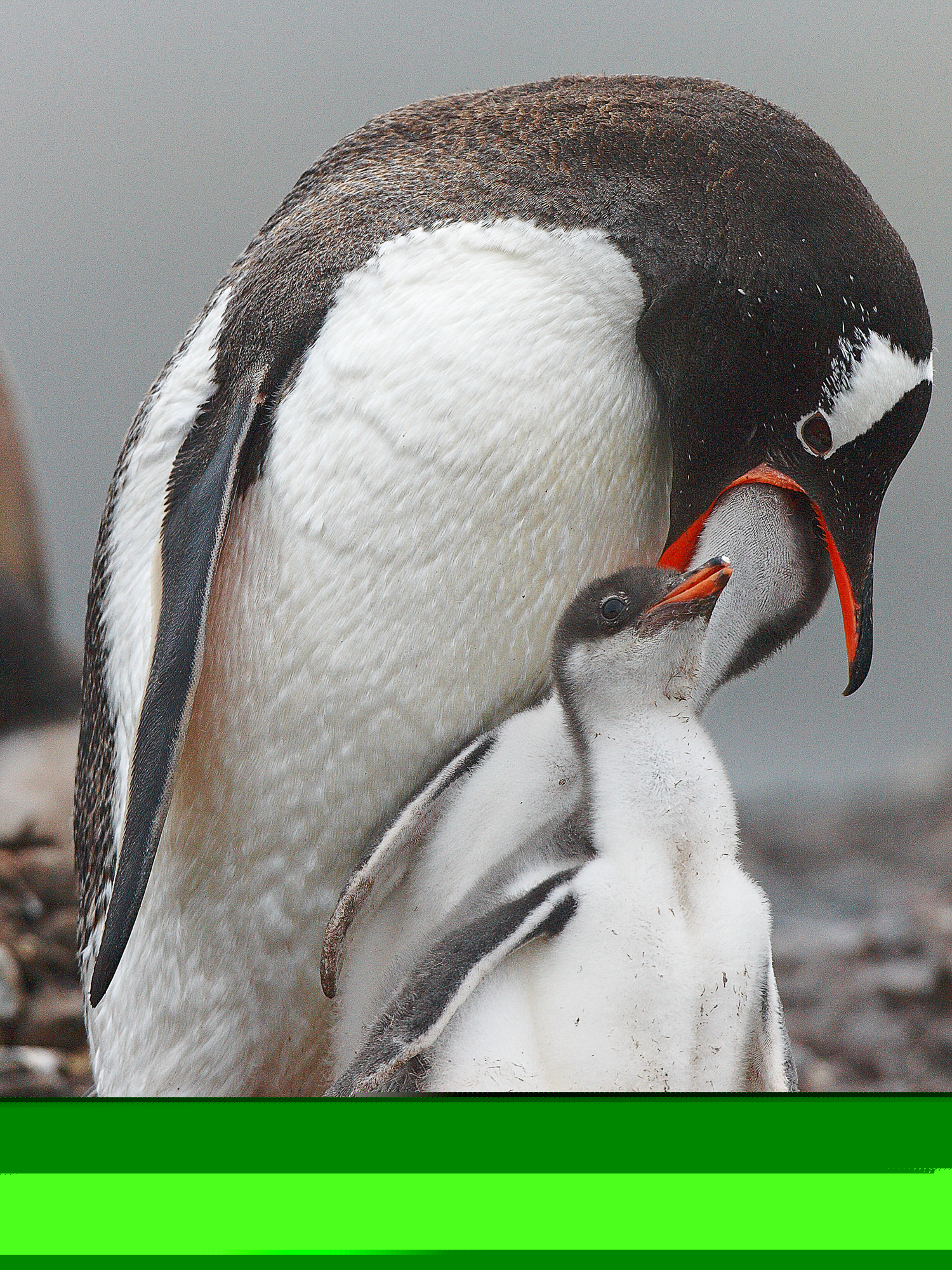 Eselspinguin mit Küken